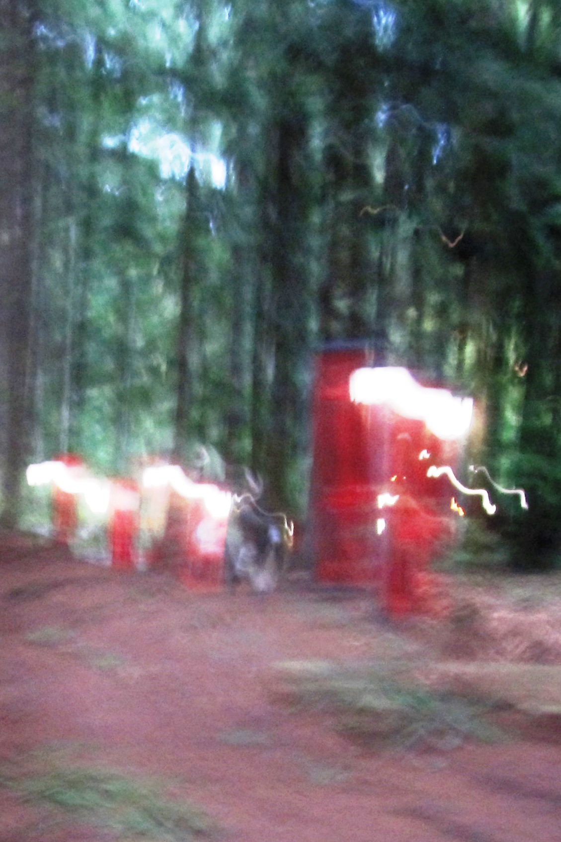 Ghostly-white figures in the dark forest as seen from the Ghost Train